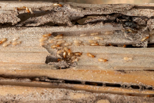 Best Pest Control Near Me  in Tipton, CA